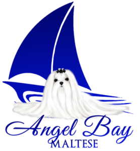 Angel Bay Maltese